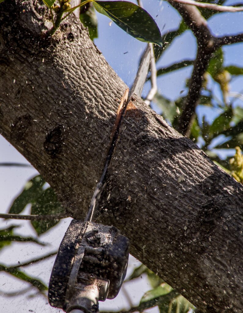 poda de almendros murcia