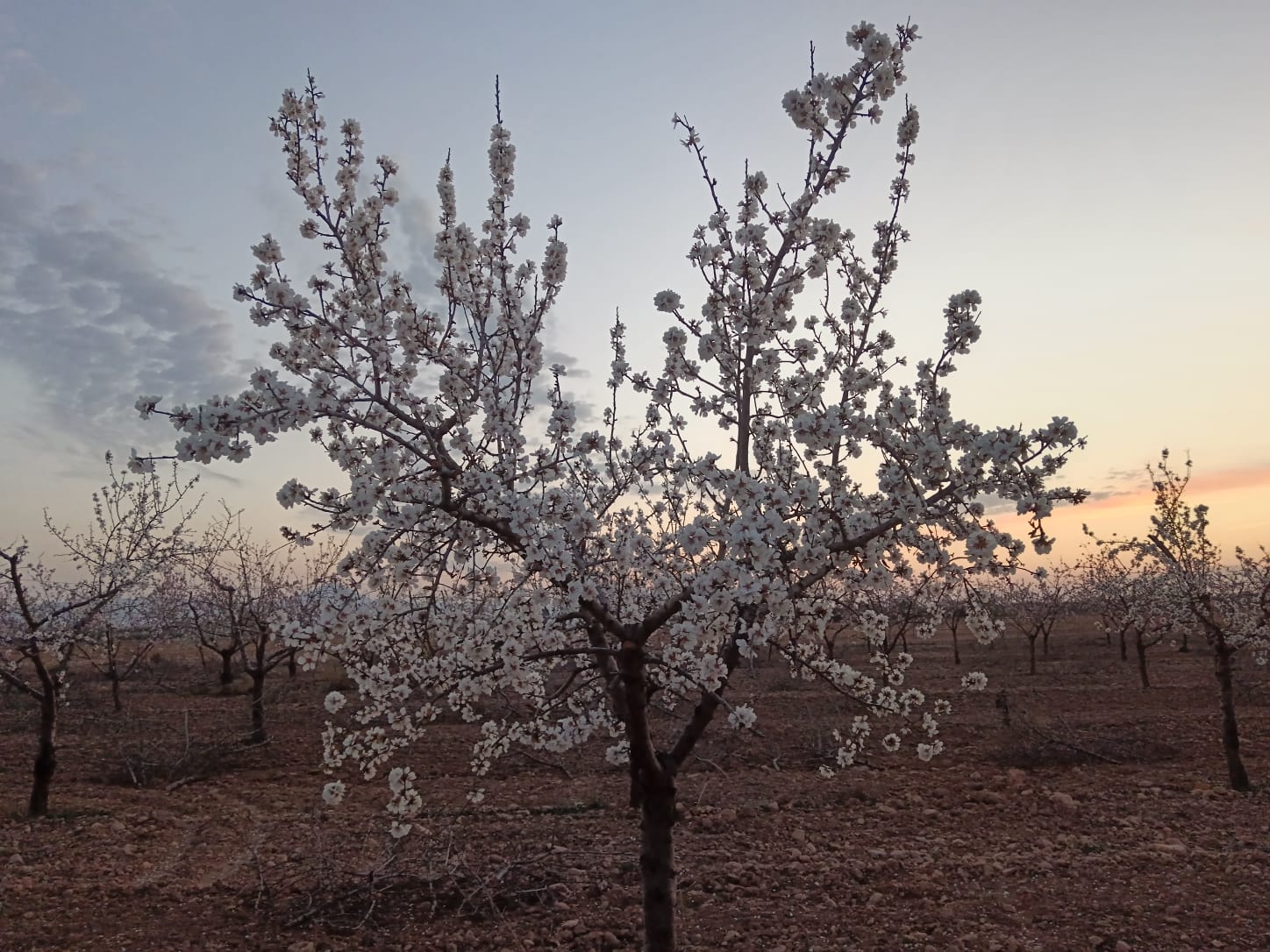 poda de almendros murcia