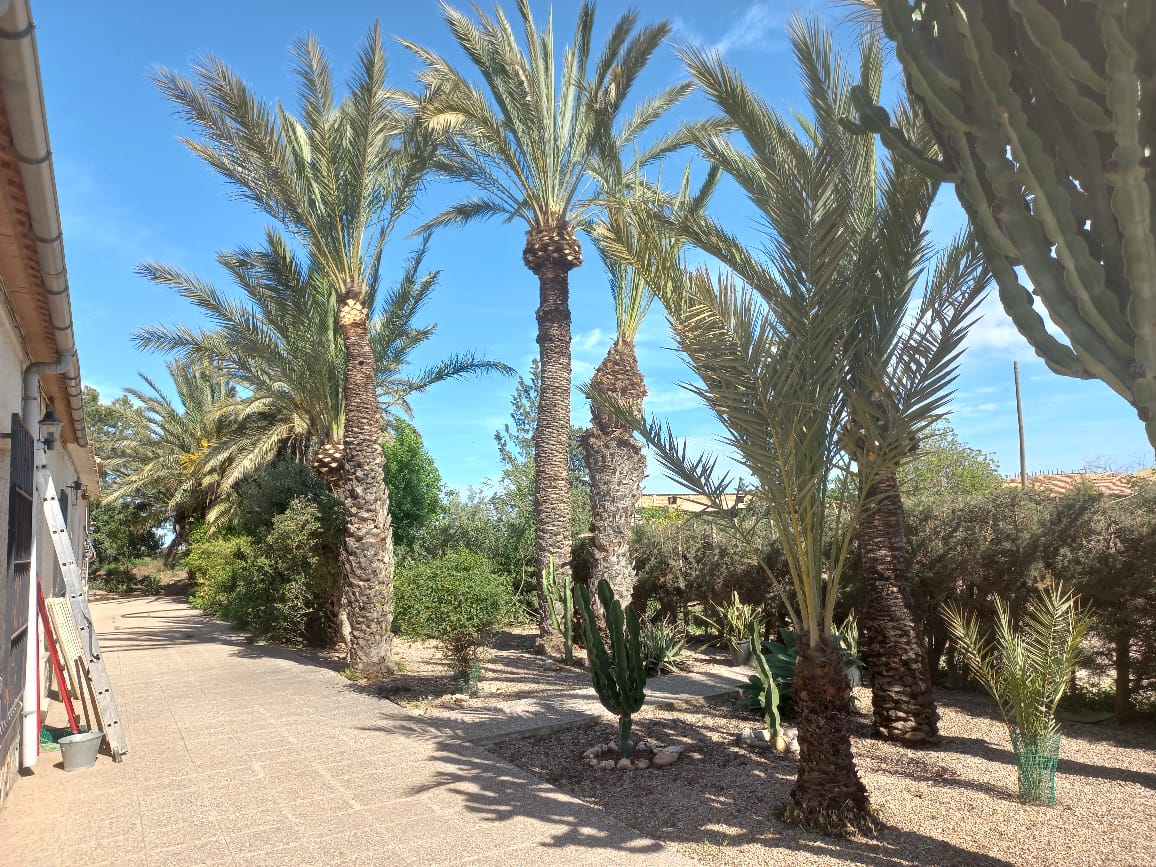 poda de palmeras en murcia